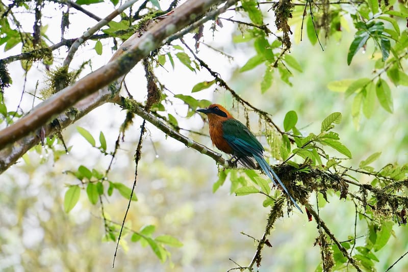 Motmot bird perched on a mossy branch