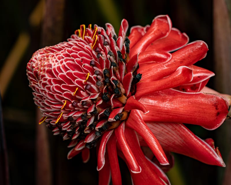 Torch ginger flower blooming at Amaroo Sanctuary