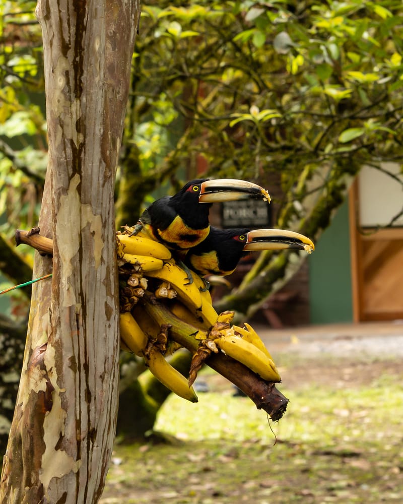 Toucans perched on bananas at Amaroo