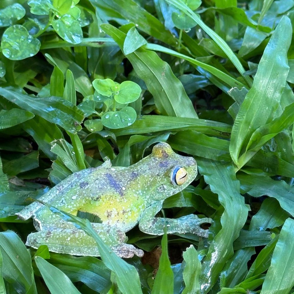 Experience the Rainforest
